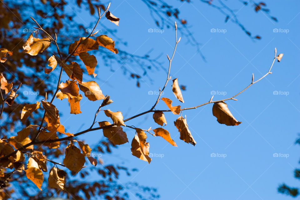 tree sunny leaf fall by jbdc