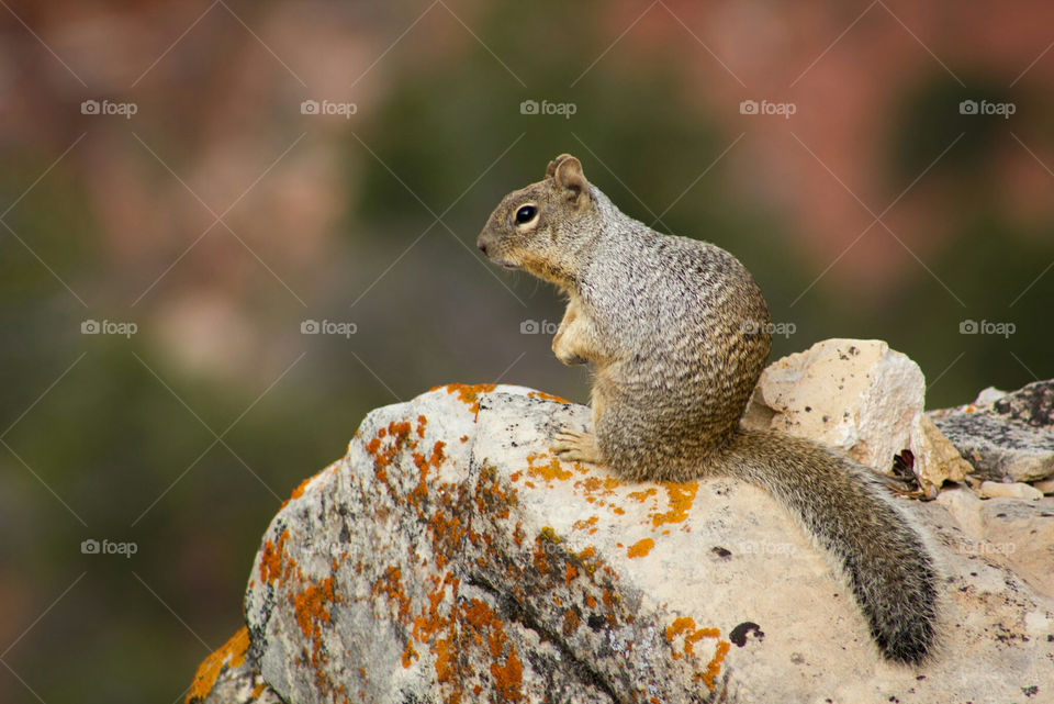 canyon squirrel