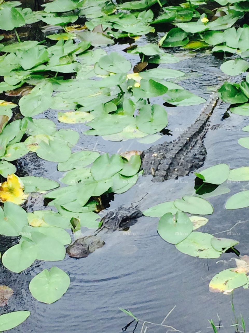 Sneaky. Taken in the Florida Everglades