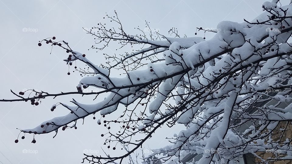 Snowy branches