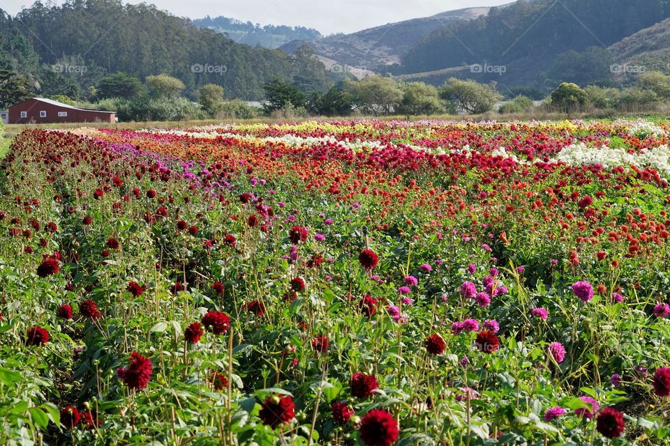 Field Of Flowers In Northern California