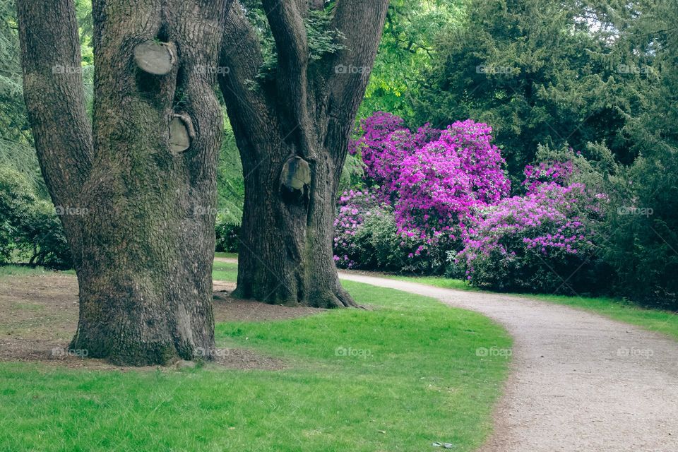 Beatiful pink flowers in park