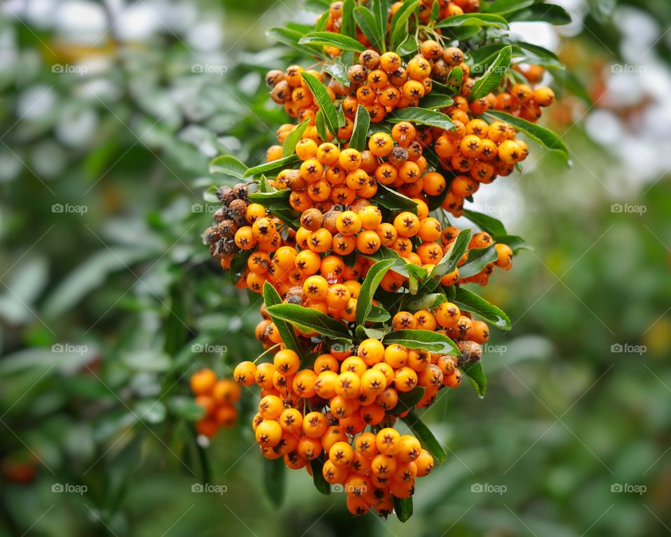 Sea-buckthorn