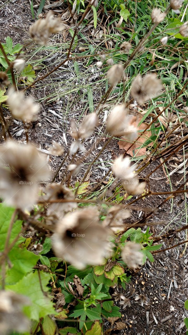 Nature, Flora, Grass, Leaf, No Person