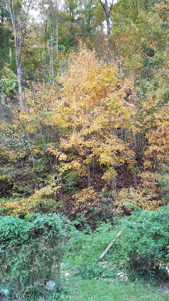 turning autumn in my community