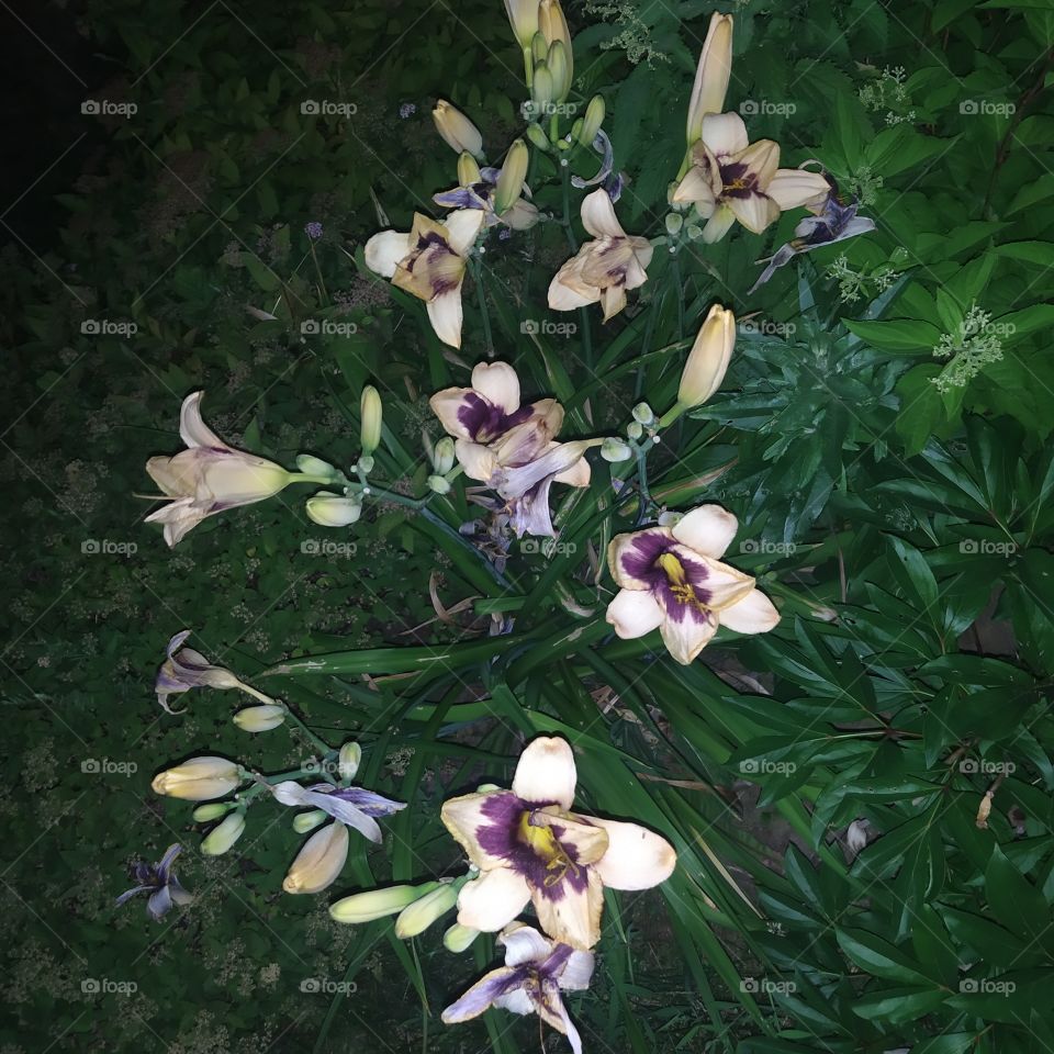 #Kalanchoe is usually a disease-resistant flower, but sometimes due to improper care, it can cause adverse events, such as various diseases