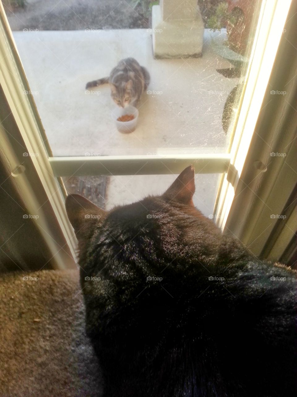 cat at the front door