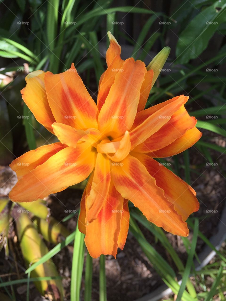 Vibrant Daylily In Bloom