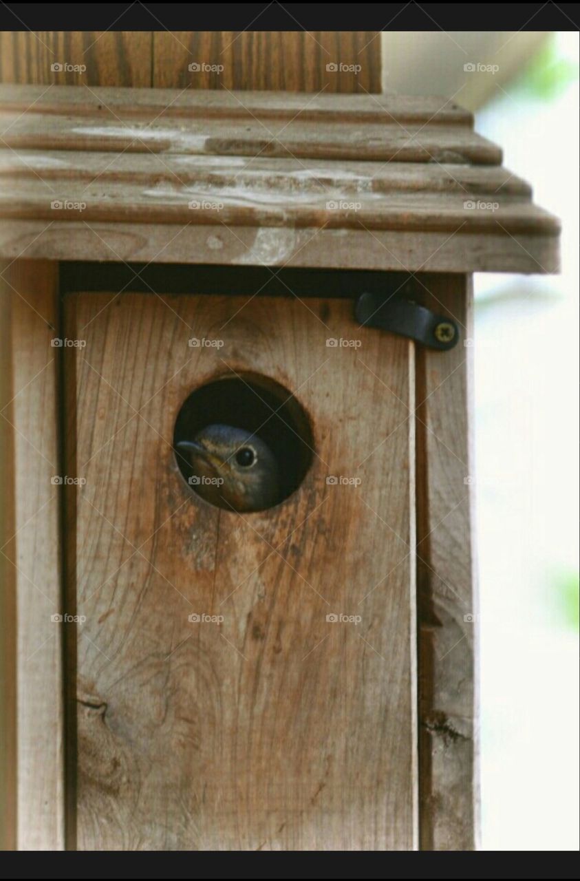 bluebird in nesting box