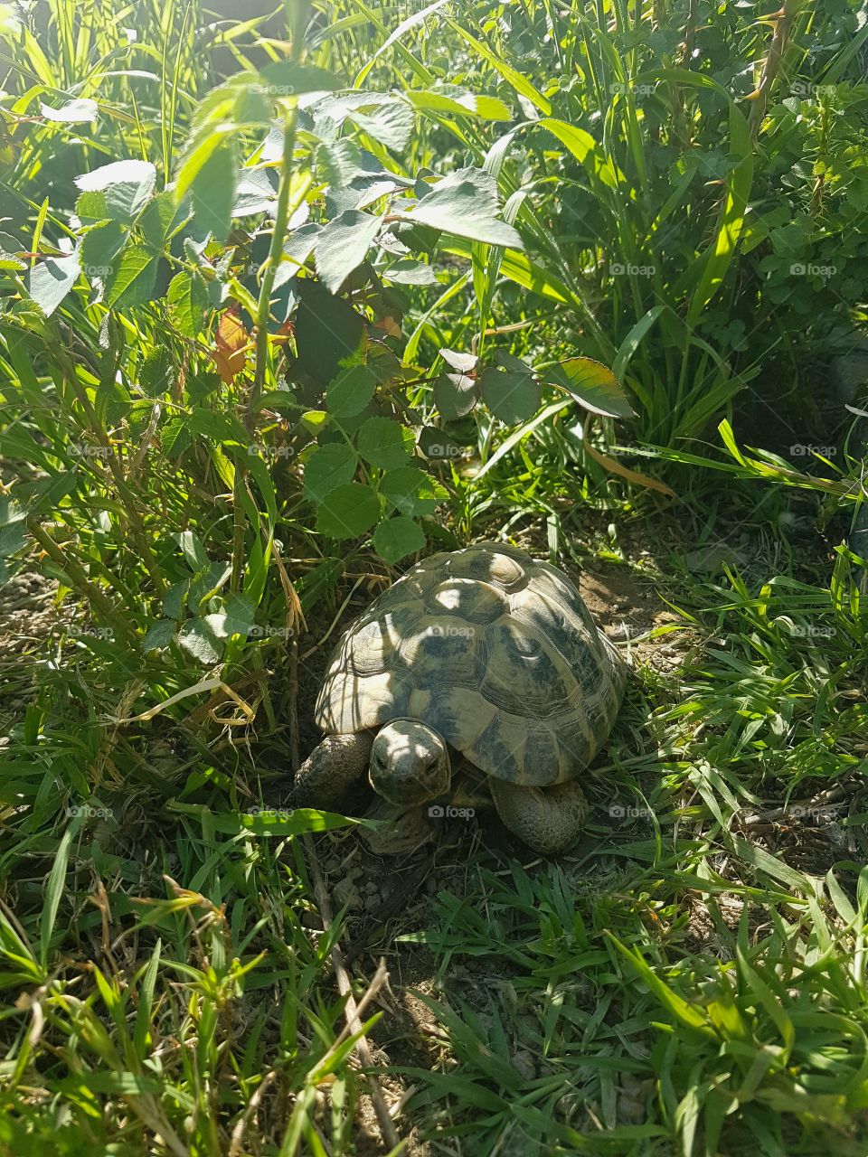 Turtle in the grass in a sunny day