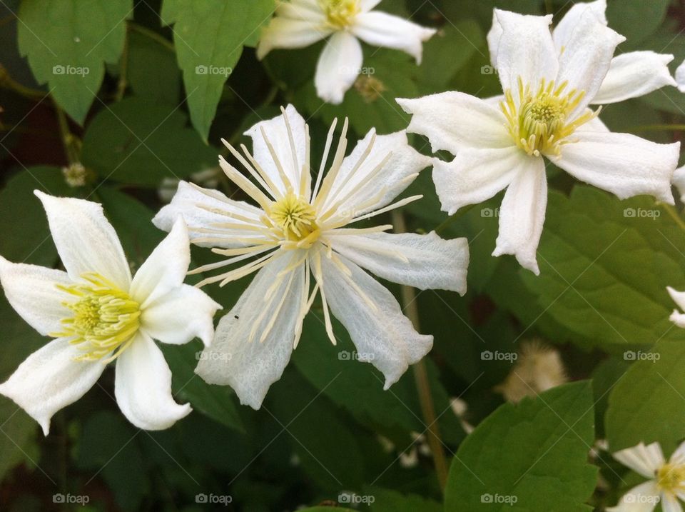 Climbing star clematis with white flowers.