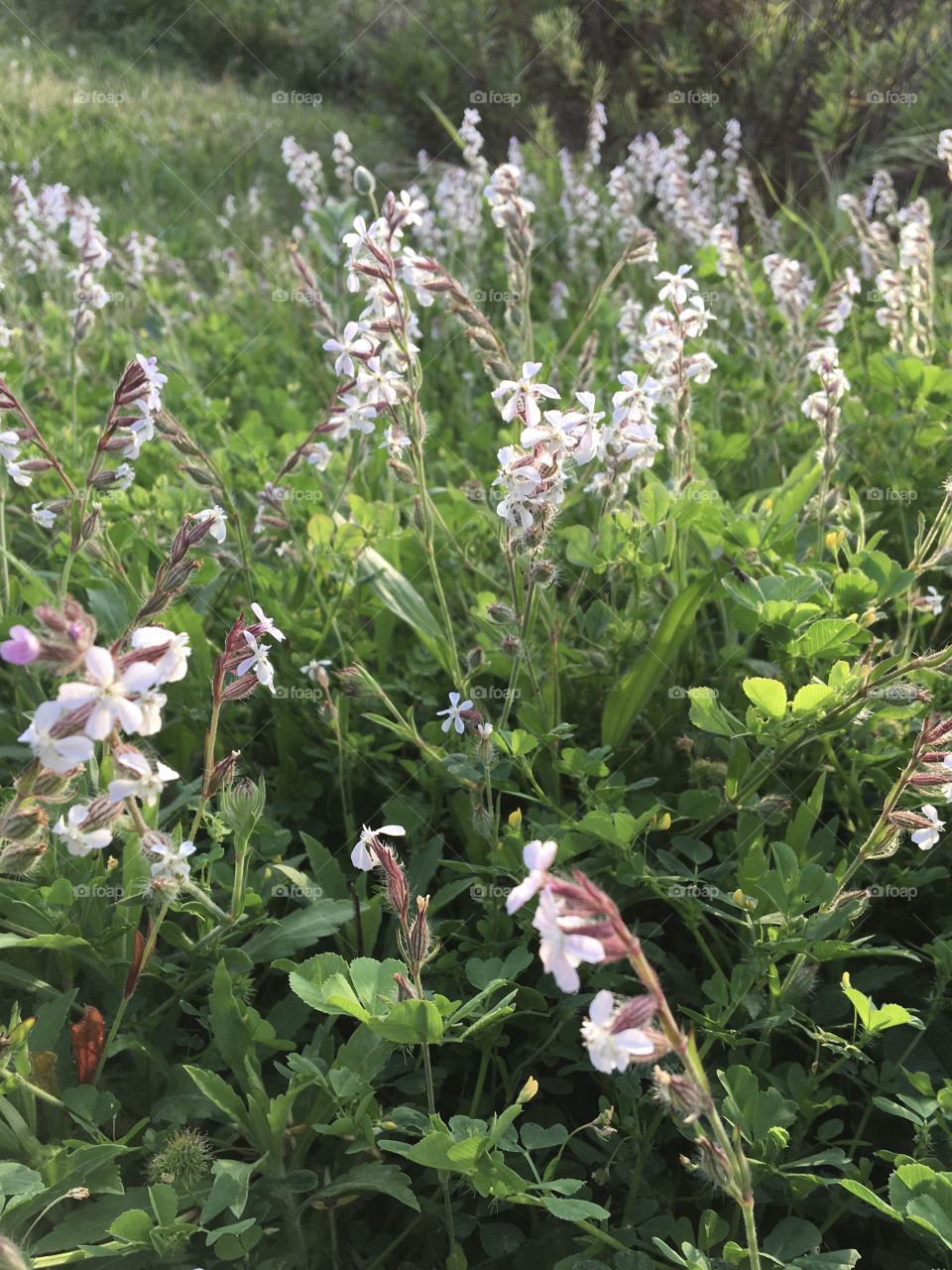 Wild flowers in meadows 
