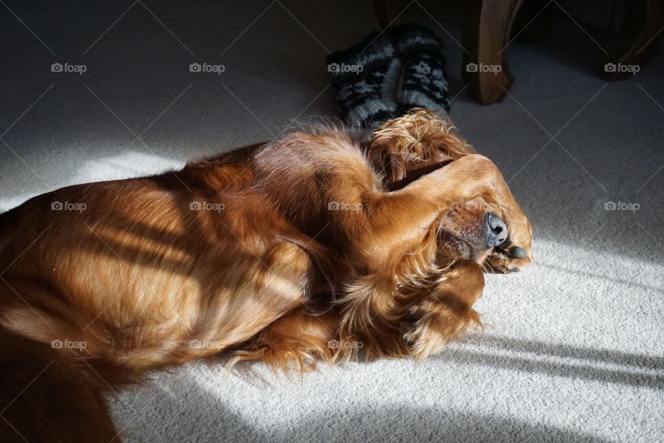 When you find a cosy place in the sun but it’s too bright and you are too lazy to move ... Quinn our Red Setter popped his paws over his eyes .. happy days 🐾
