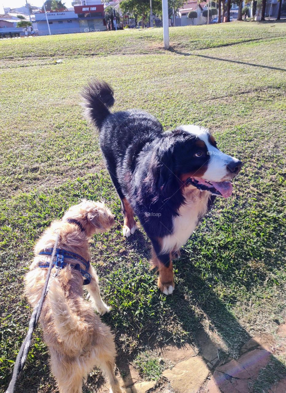 Meeting the giant - Indaiatuba Ecological Park