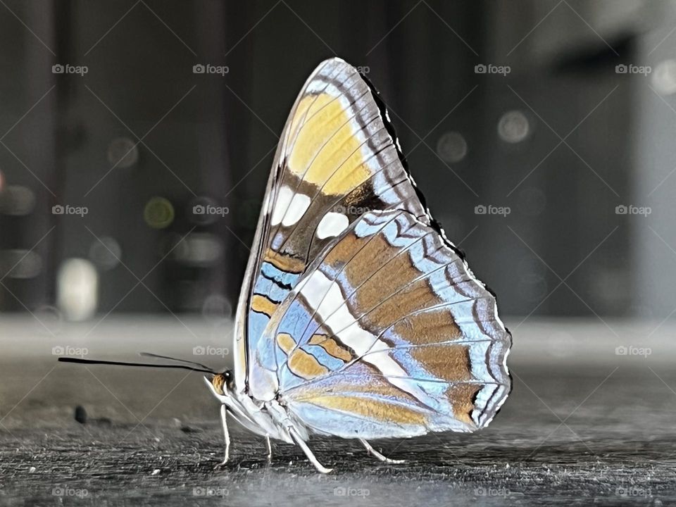 Beautiful moth