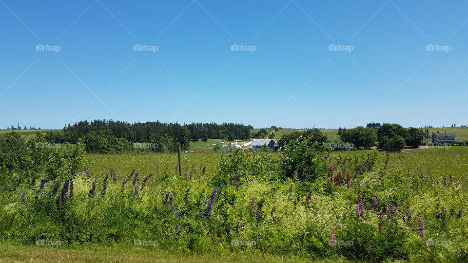 A charming landscape of Prince Edward Island, Canada