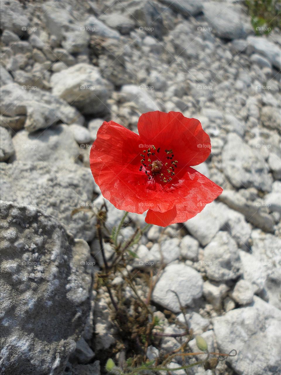 red puppy flower growing in white stones in the steppe