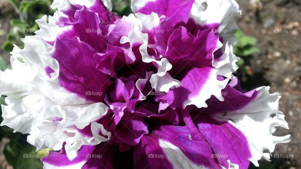 my double bloom petunias