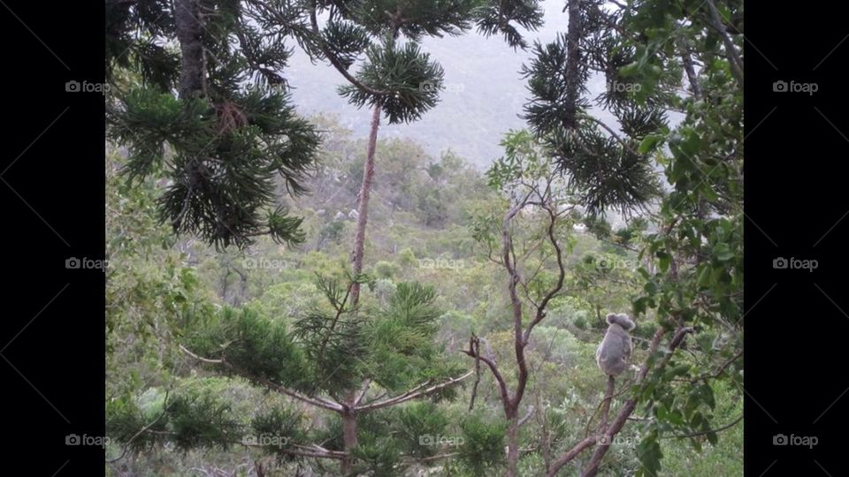 Spot the koala