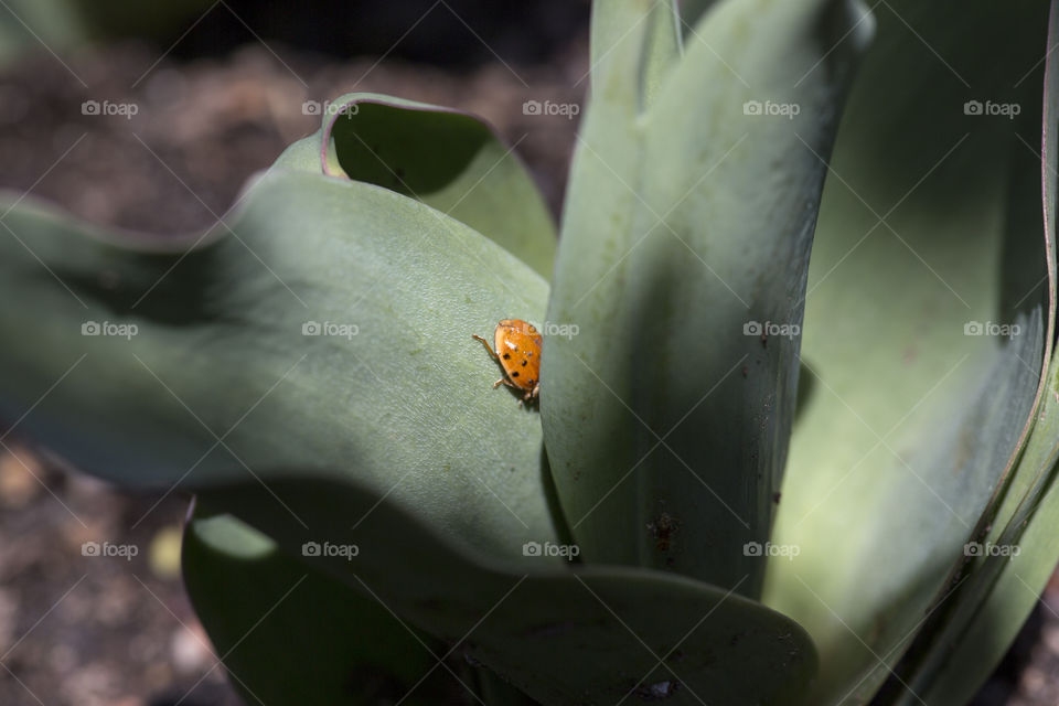 Lady bug