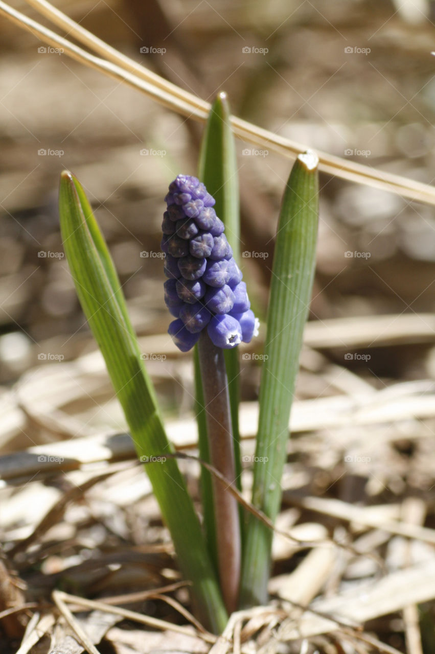 early spring flower