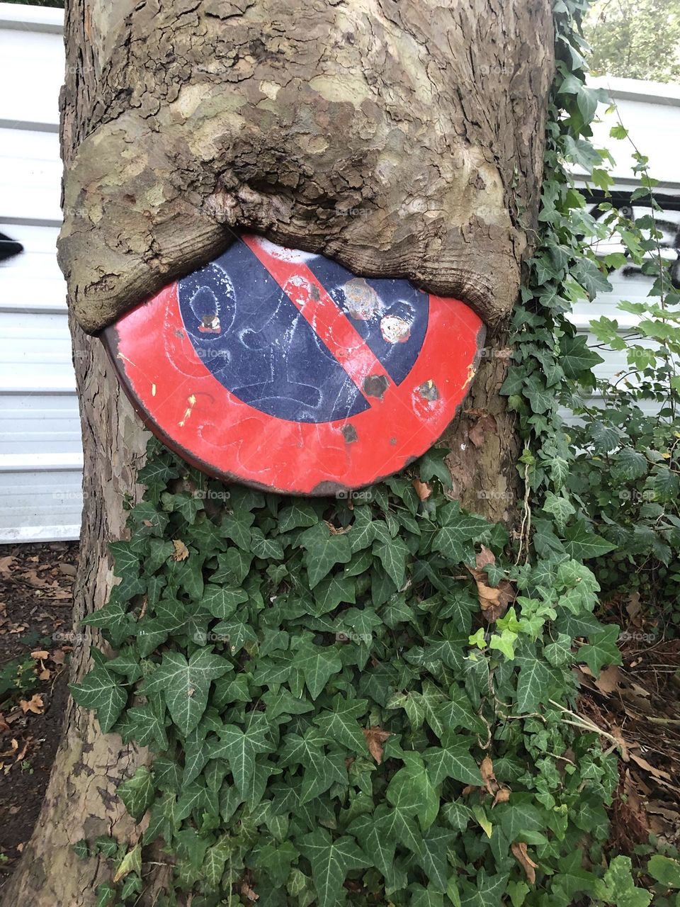 Traffic sign embedded into tree’s bark 