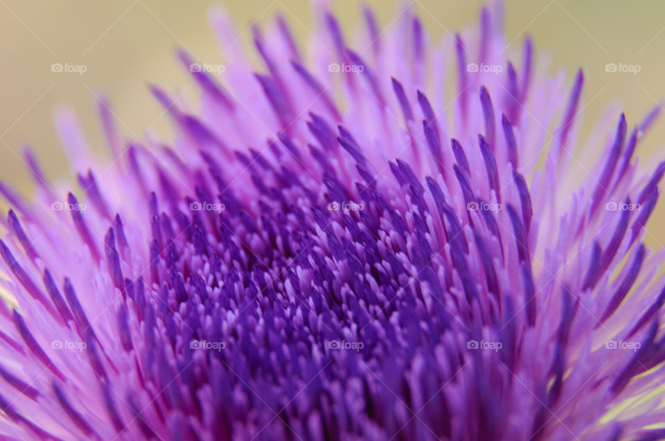 Purple flower close up