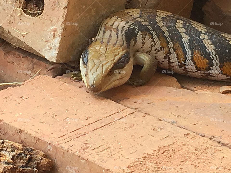 Blue tongued lizard, our backyard resident  in south Australia 