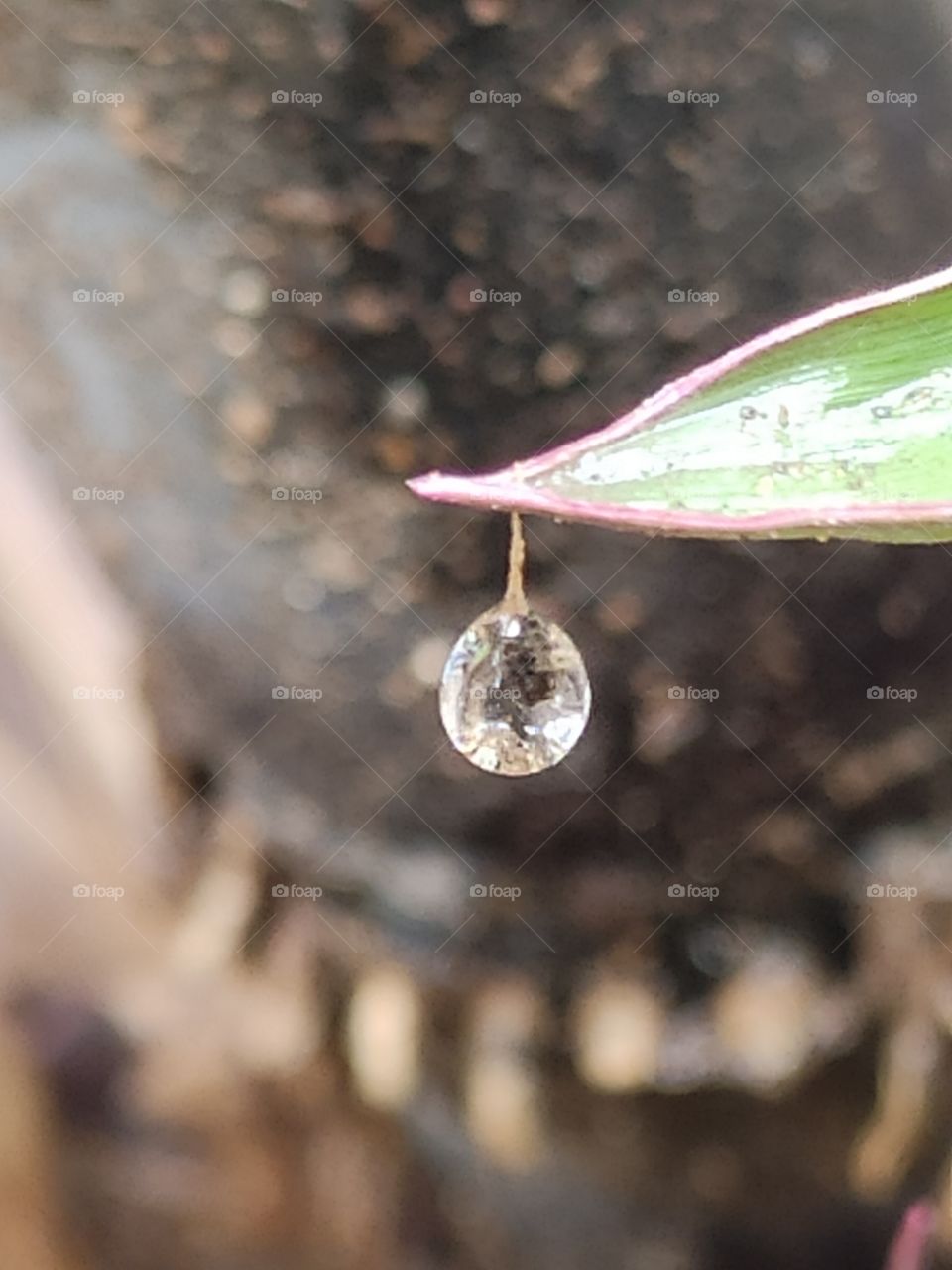 Tiny rain water droplet hanging on Perinanial sugarcane grass giving elusion as a Diamond.