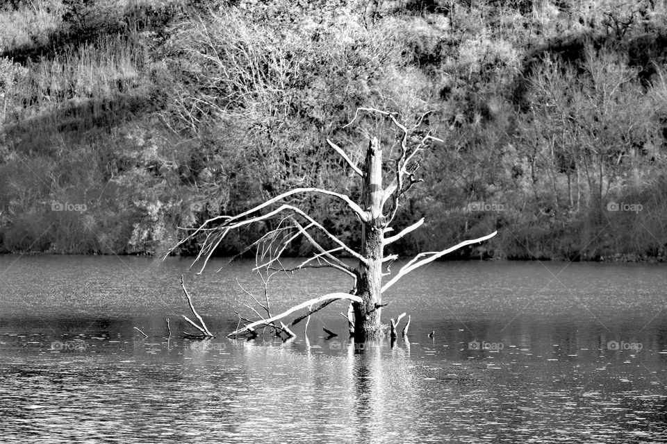 Tree in the water