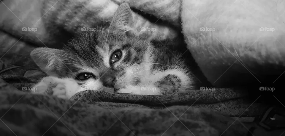 Sleppy little one🐱