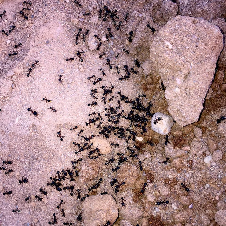 Black Ant's kingdom