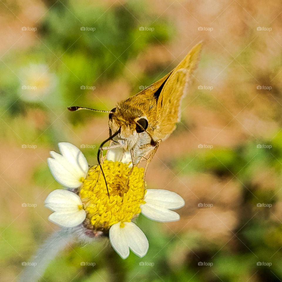 Macro Image of Insect: Polites vibex, also known as Swirl because it gets its name from the landing and take-off of adult flight patterns, a circular, vortex or whirlwind motion.