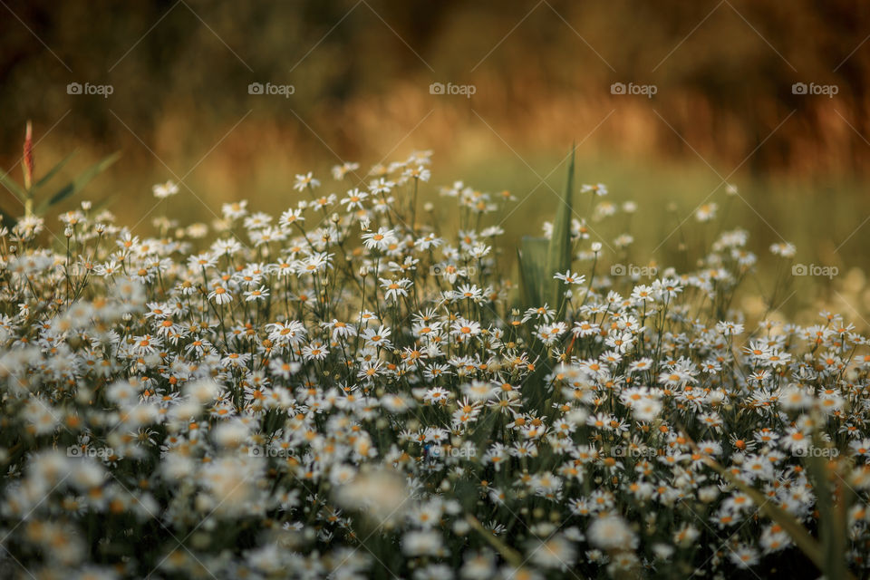 Daisies meadow at summer evening 