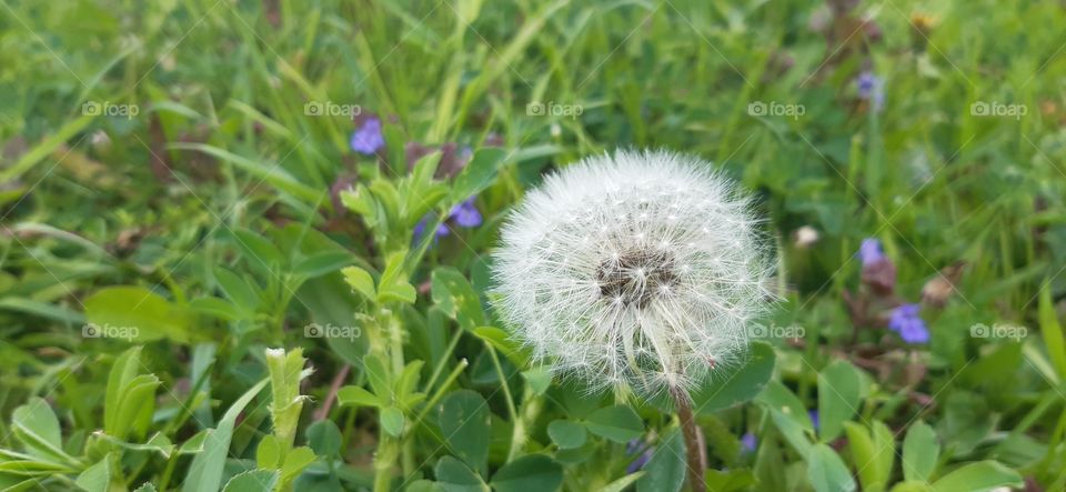 dandelion