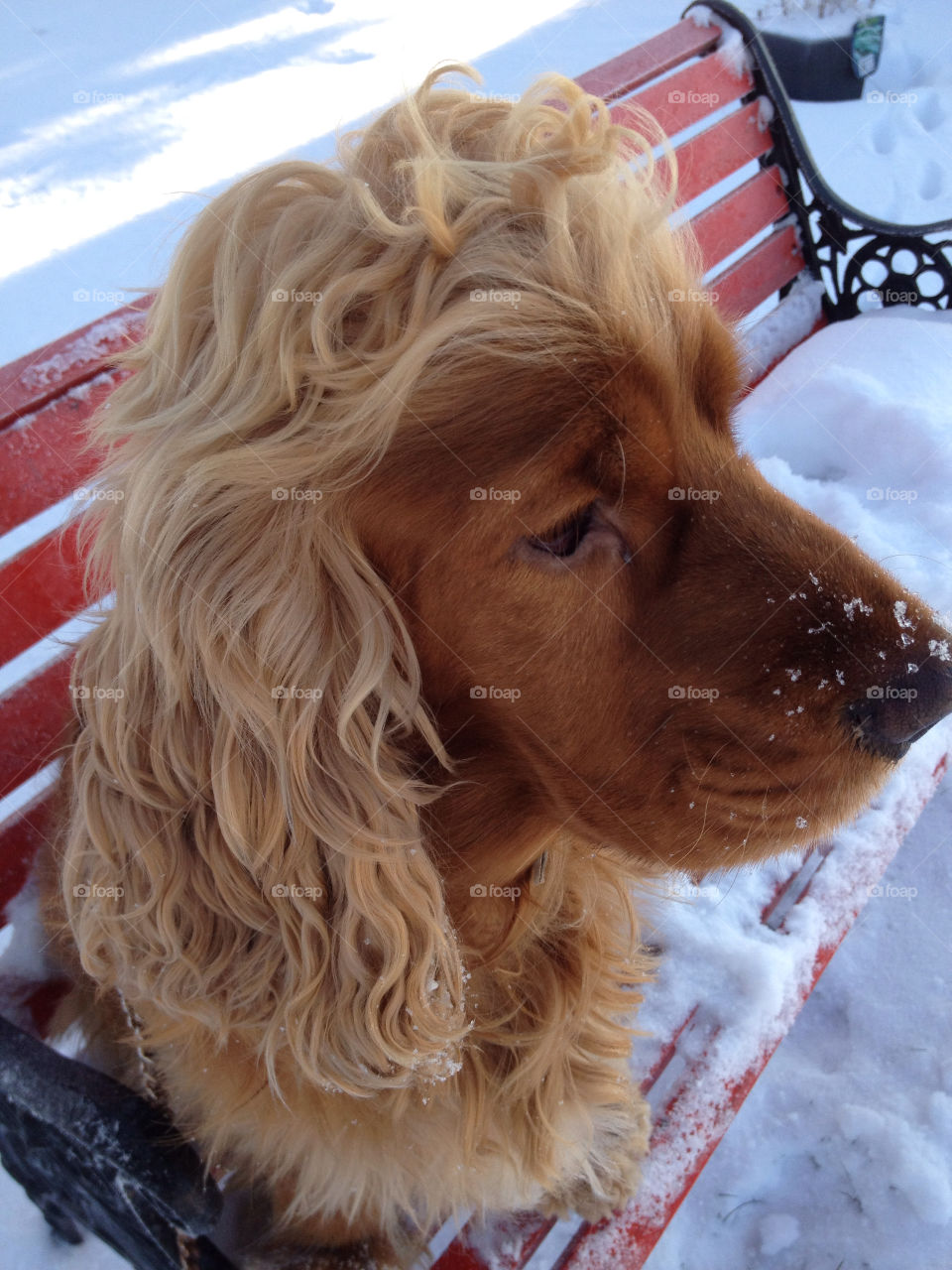 snow dog nose hair by liselott