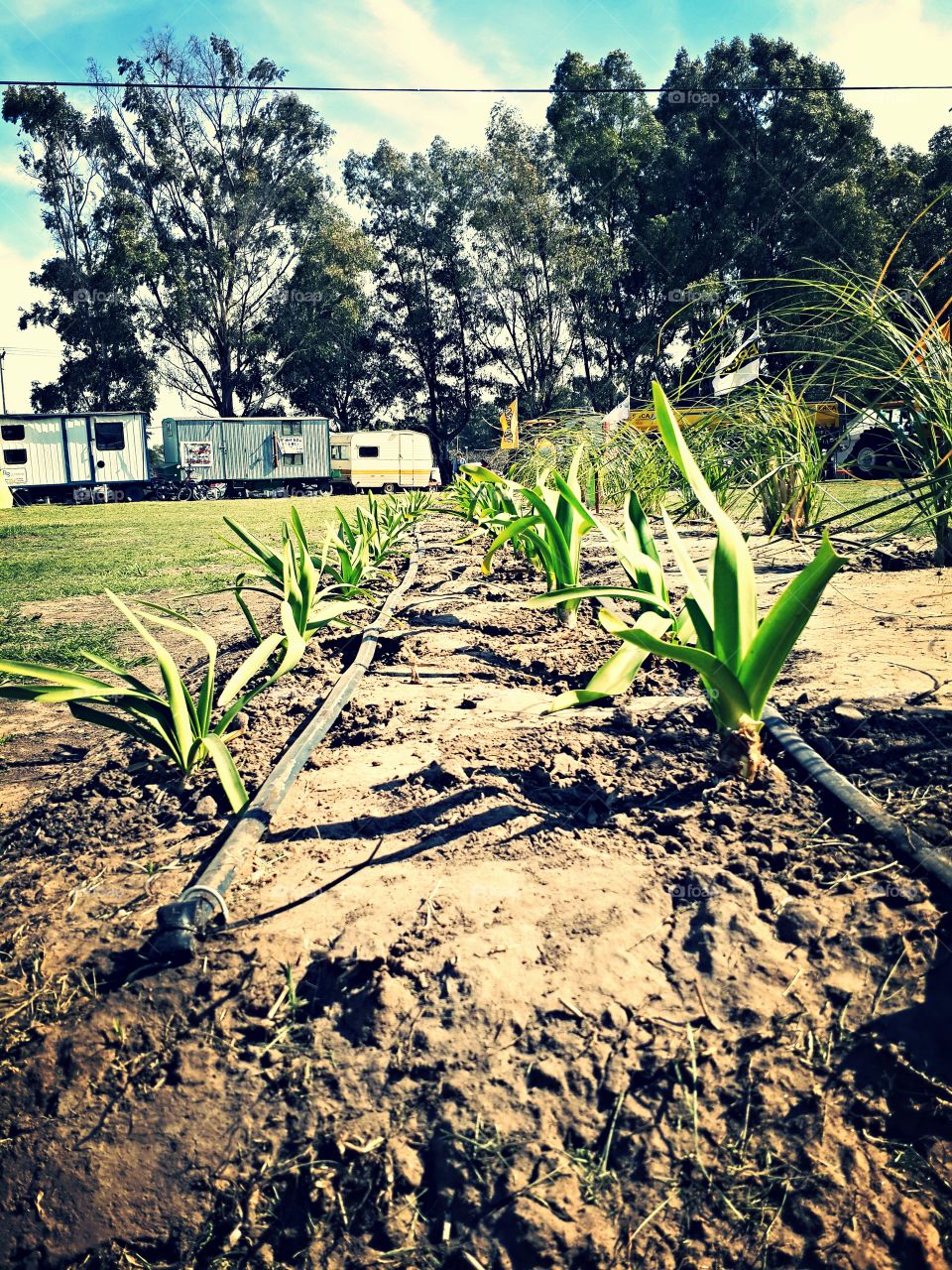 Artificial Irrigation