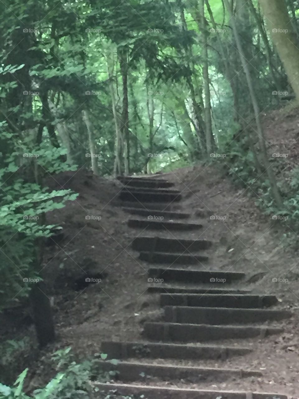 Forest steps 