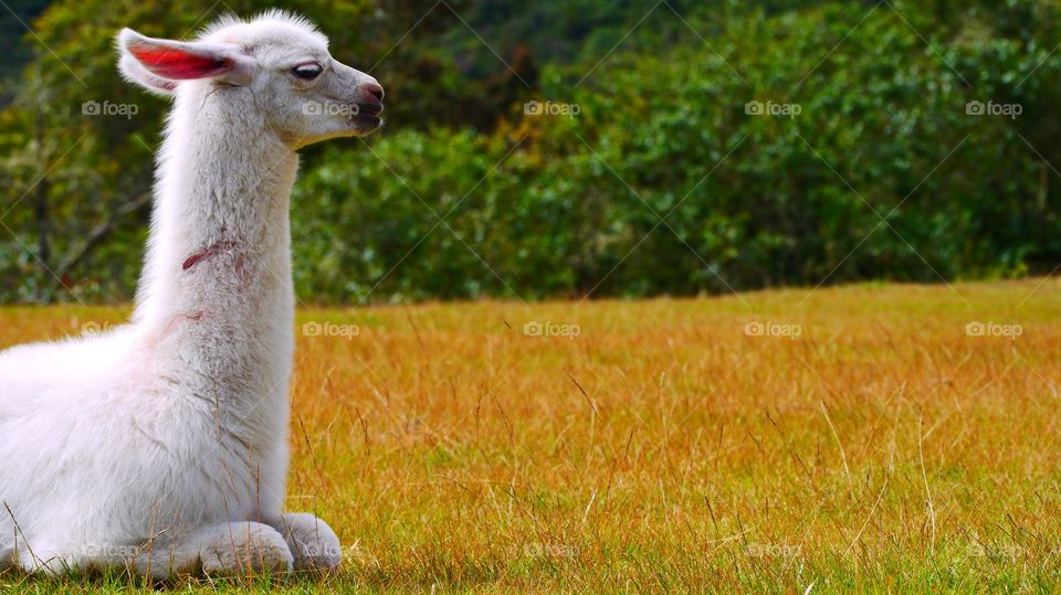 Macchupicchu's lama 