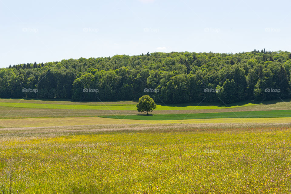 a lonely tree on a meadow