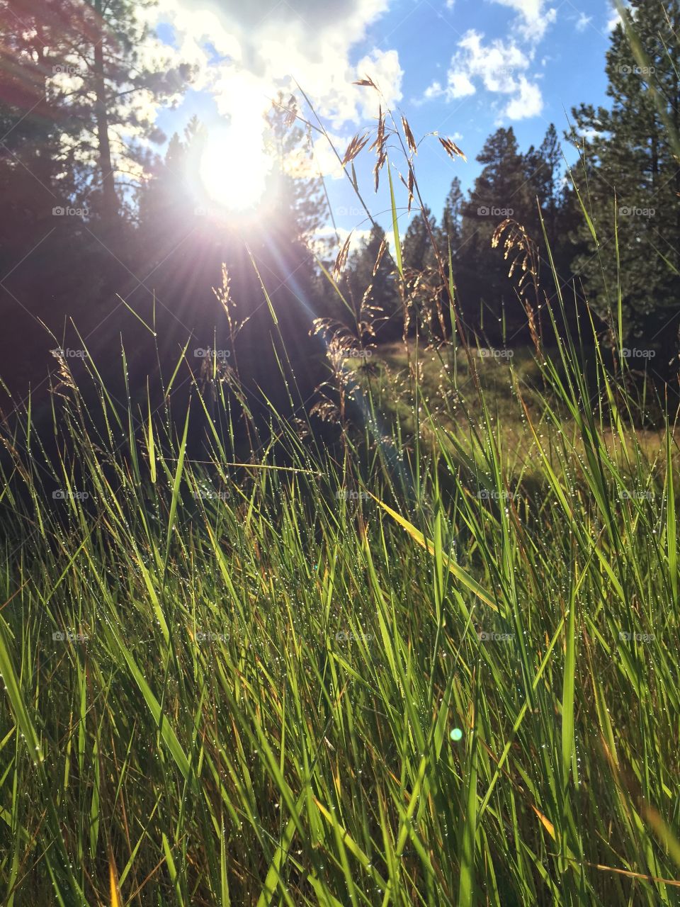 Wet grass on a Montana walk.