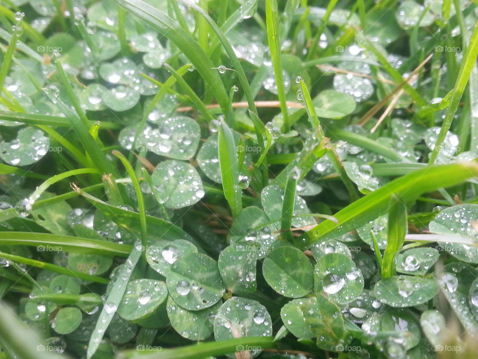 clover in the afternoon,  smelt like summer