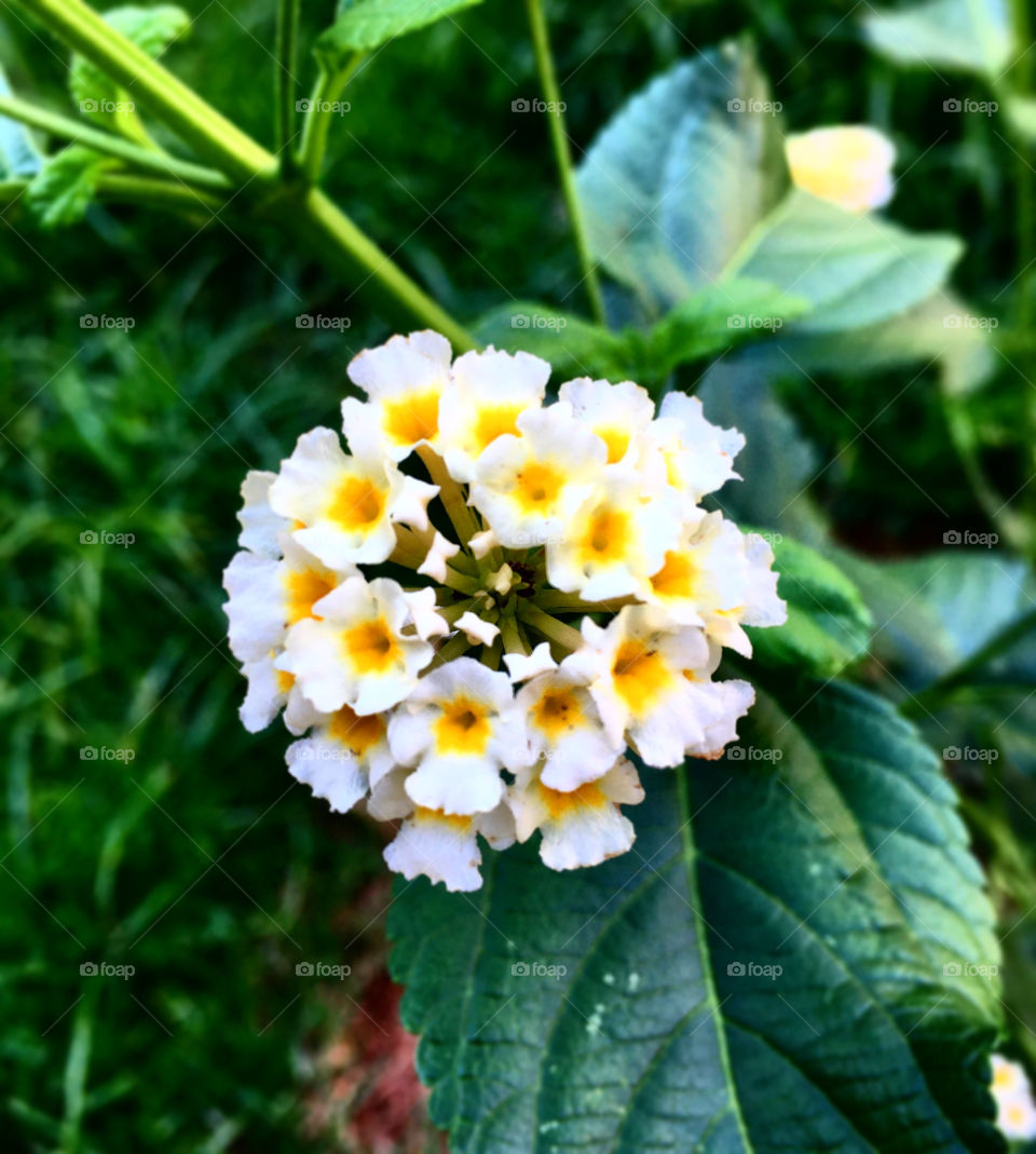 🌹 🇺🇸 Very beautiful flowers to brighten our day.  Live nature and its beauty. Did you like the delicate petals? / 🇧🇷 Flores muito bonitas para alegrar nosso dia. Viva a natureza e sua beleza. Gostaram das pétalas delicadas? 
