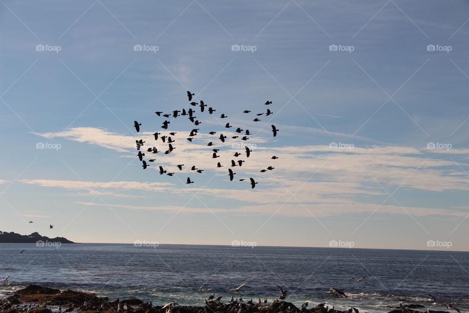Flocking birds. Birds at point Lobos caramel CA