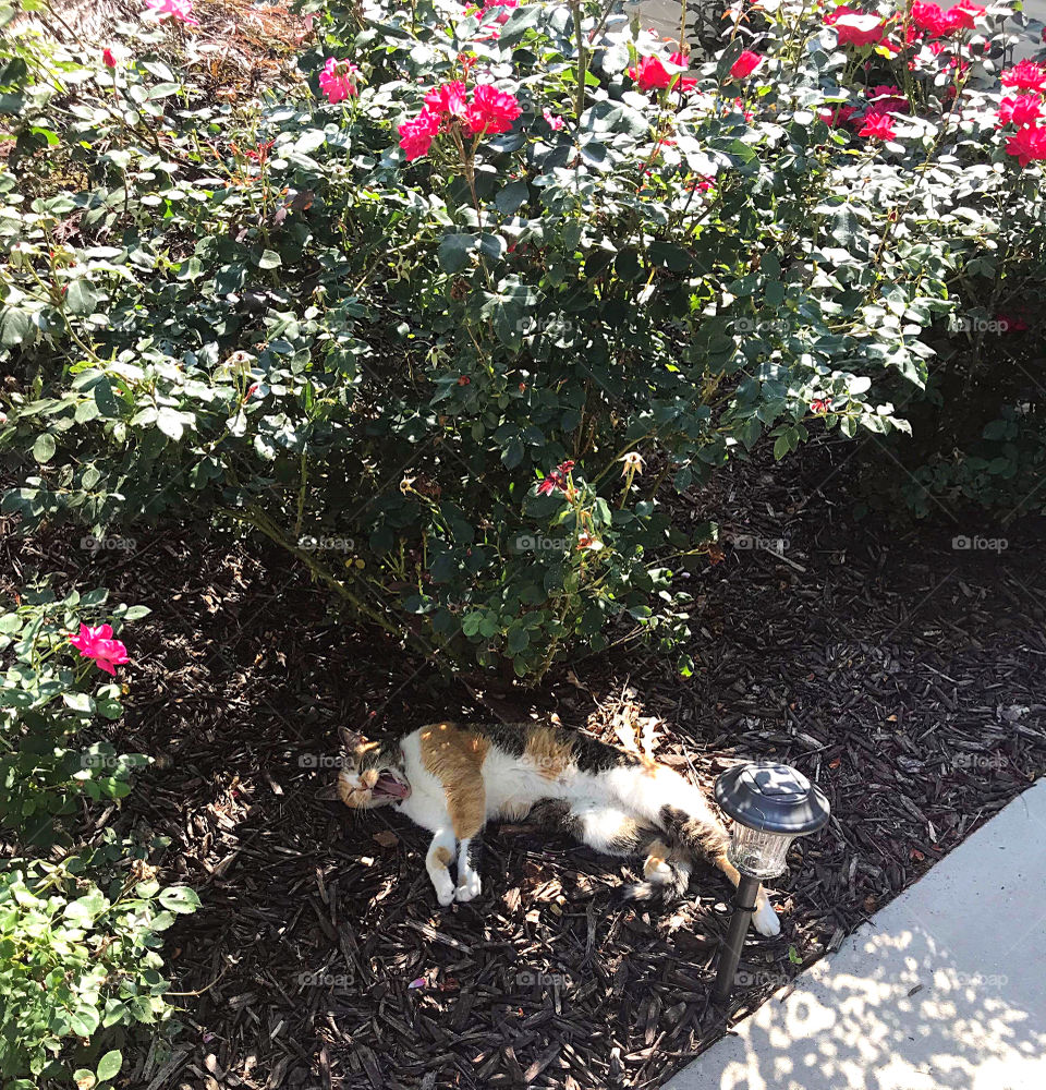 Sleepy kitty under the rose bushes. 