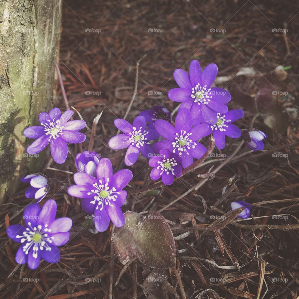 hepatica