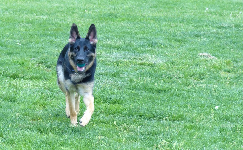 Beautiful German Shepard dog running towards camera
