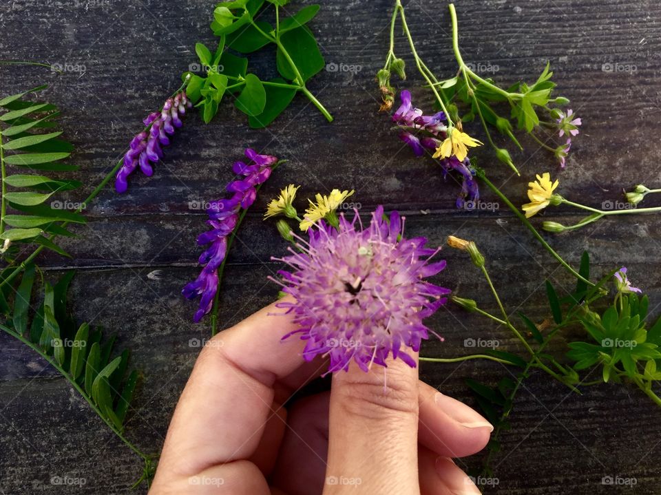 Hand holding purple flower against wooden table