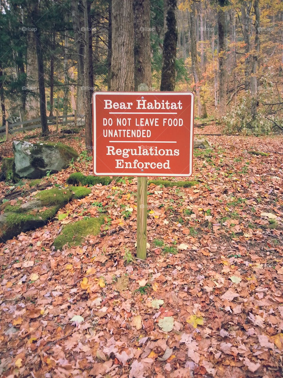 bear habitat