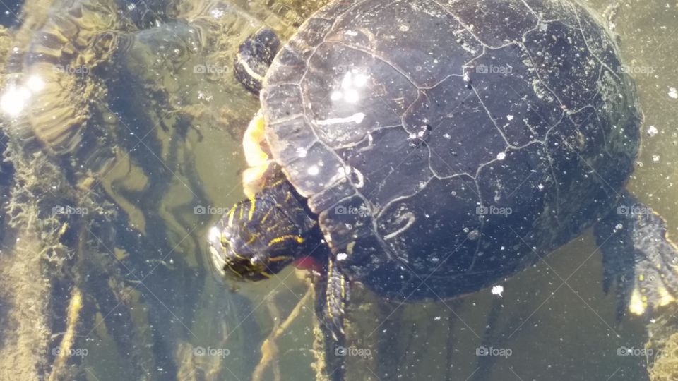 River Turtle